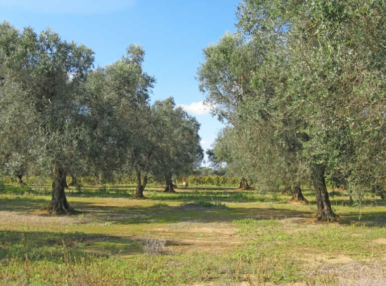 Xylella, escluso dai contributi per il reimpianto degli ulivi: il Tar modifica la graduatoria