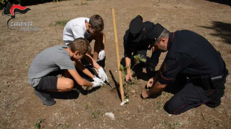 Galleria foto 'Carabinieri forestali, per Giornata Alberi 5000 piante in 1000 località' - foto 1