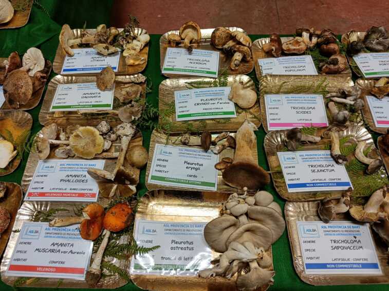 Come evitare le intossicazioni da funghi? Il vademecum della Asl di Bari