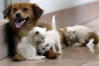 Galleria foto 'A Roma ci sarà il primo ospedale veterinario pubblico' - foto 1