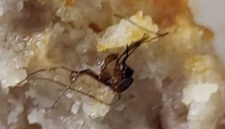 Brindisi, una blatta nel polpettone servito al bimbo ricoverato in pediatria al Perrino
