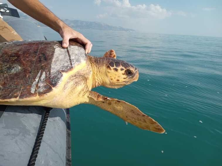 Despar con Legambiente per la tutela delle tartarughe marine Caretta caretta