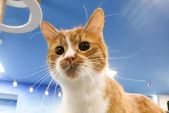 Galleria foto 'E’ indagata, agli atti intercettazione col gatto' - foto 1