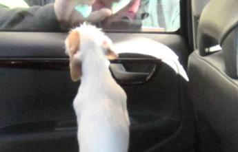 Galleria foto 'Firenze, lascia il cane in auto sigillata e va a cena fuori: denunciata' - foto 1