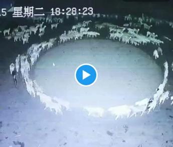 Galleria foto 'Le pecore che non si fermano mai, il mistero in Cina – Video' - foto 1