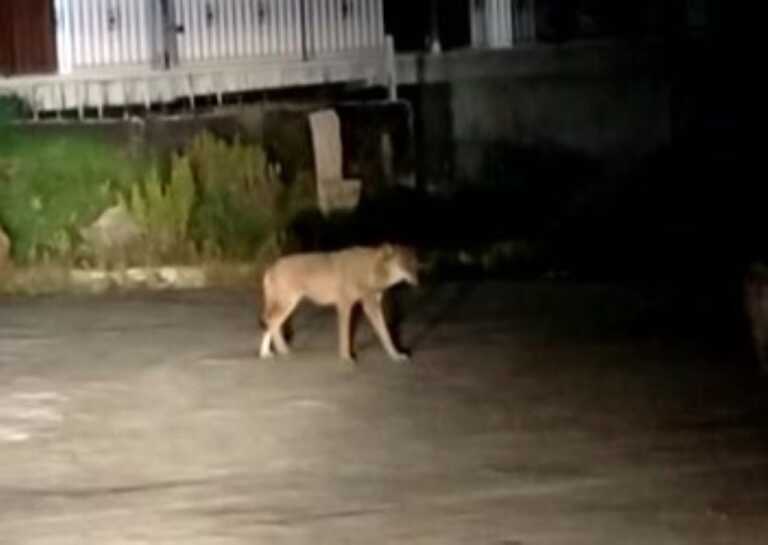 Vico del Gargano, c’è un lupo in paese: si intrattiene con i cani – VIDEO