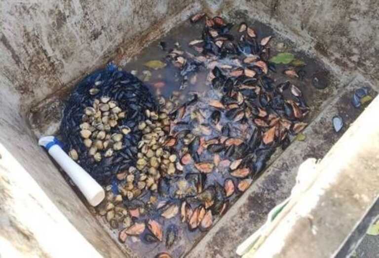 Palagiano, trasportava 20 kg di cozze e vongole in cattivo stato di conservazione: denunciato ristoratore