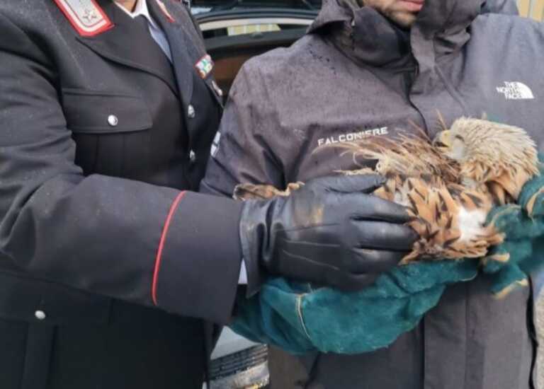 Nibbio reale salvato dai Carabinieri a Vaglio Basilicata: aveva un’ala spezzata