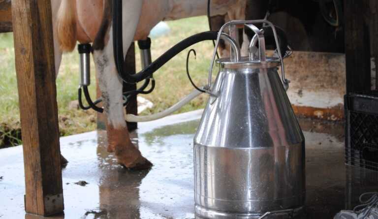 Cala la produzione di latte in Puglia, Coldiretti: «Stalle allo stremo per caro energia e aumento costi»