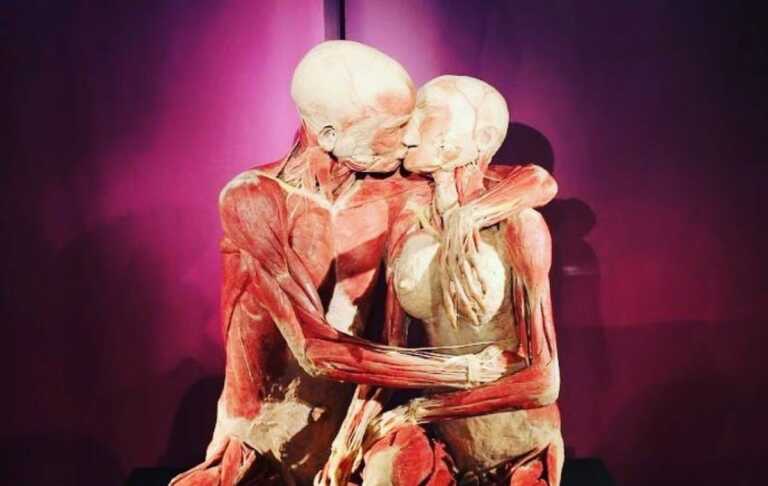 Bari, al Margherita “Real Bodies Experience”: la mostra sull’anatomia umana