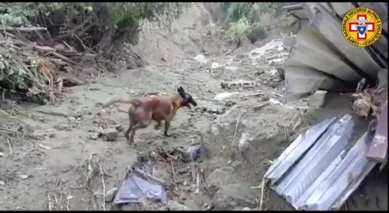 Ischia, unità cinofile del soccorso alpino e speleologico Puglia impegnate nelle ricerche – VIDEO
