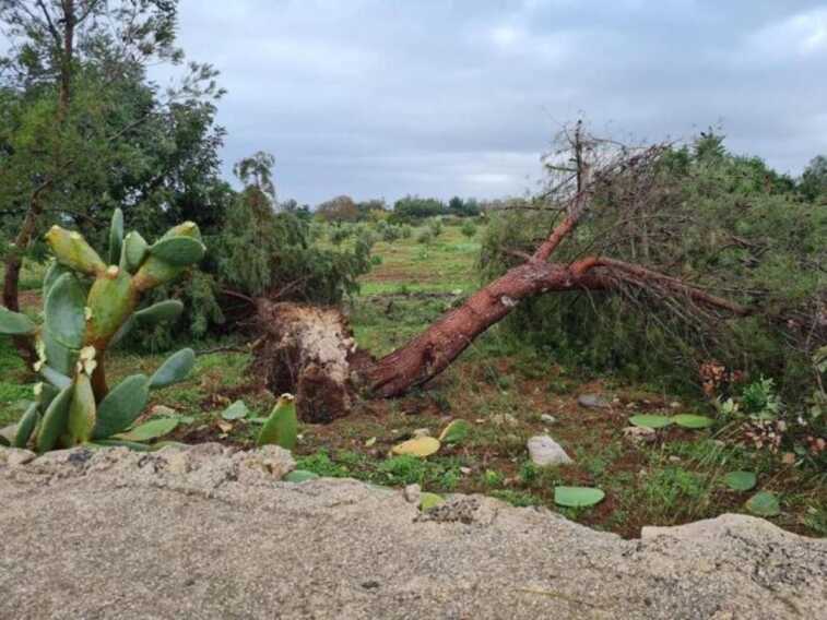 Galleria foto 'Tromba d’aria in Salento: alberi divelti e zone senza elettricità' - foto 1