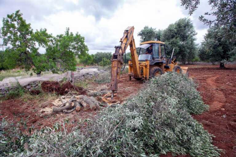Xylella: più di mille ulivi abbattuti in Puglia da giugno. Individuate altre 10 piante infette a Fasano