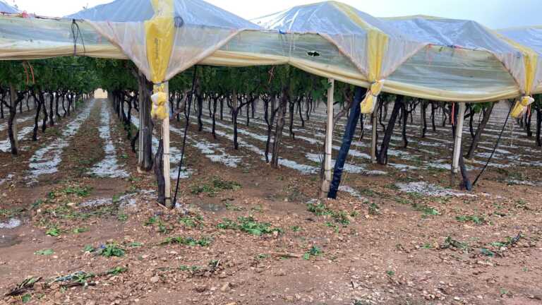 Agromafie, nelle campagne criminalità sempre più sofisticata e aggressiva