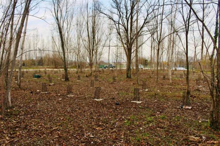 Arbolia e WindTre realizzano un bosco urbano da 1.800 piante a Treviso