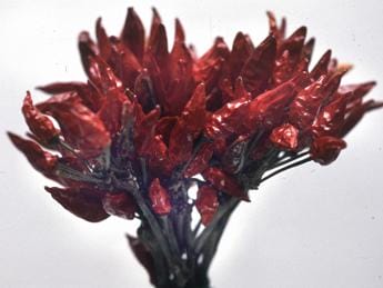Boom del peperoncino calabrese
