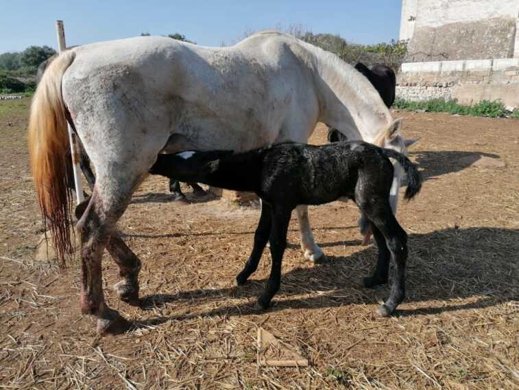 Il cavallo lipizzano è patrimonio dell’umanità Unesco: a Conversano una linea di sangue