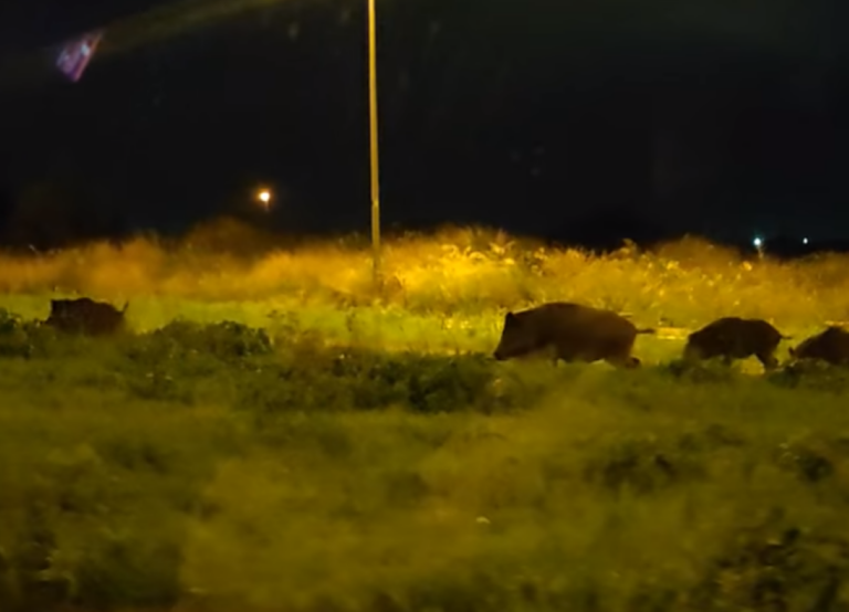 Bari, tornano i cinghiali per strada: scatta l’allarme tra i residenti del San Paolo