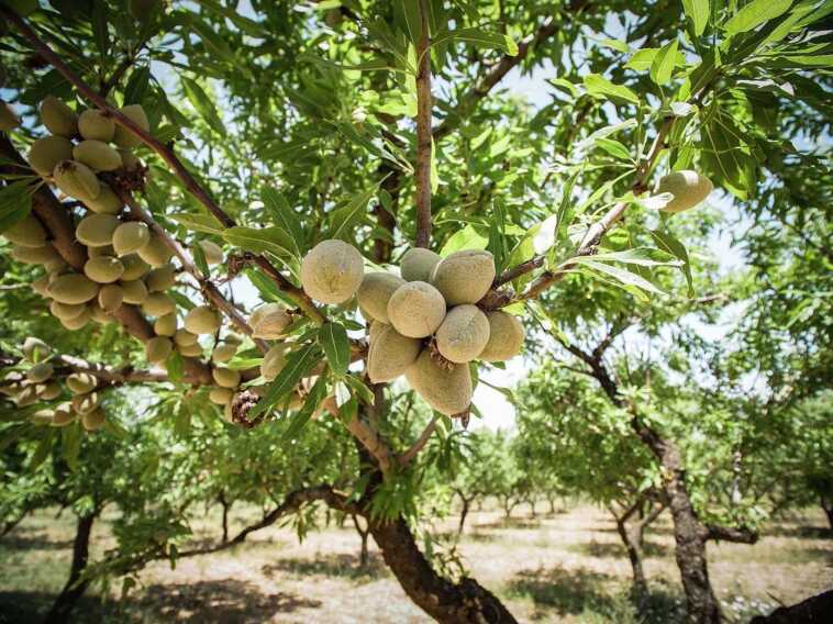 Arriva “Mandorland”: a Toritto il turismo sposa la natura