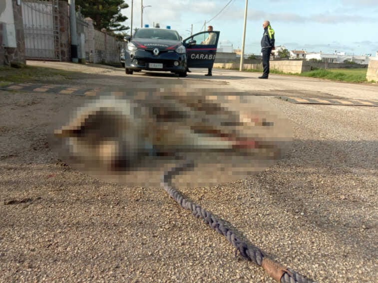 Maremmano legato all’auto, trascinato e ucciso: il Comune di Santa Cesarea Terme sarà parte civile
