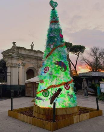 Natale, al Bioparco di Roma un albero eco-sostenibile. Palanza: “Vogliamo sensibilizzare tutti”