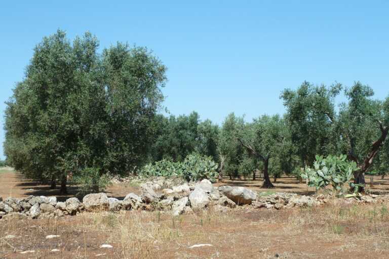 Un designer messicano per salvare gli ulivi minacciati dalla Xylella
