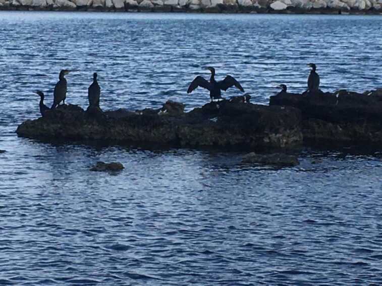 Galleria foto 'La “finta primavera” manda la natura in tilt in Puglia: cormorani triplicati e danni a pescatori e allevamenti' - foto 1
