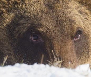 Galleria foto 'Abruzzo, è morto l’orso Juan Carrito: investito da un’auto' - foto 1