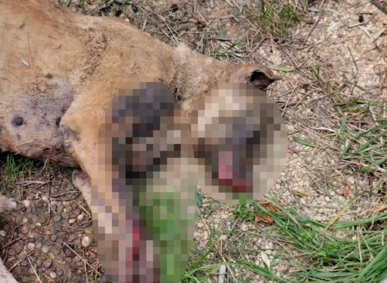 Bitetto, acido sui cani. “Zampe felici” denuncia: «Inaccettabile una simile crudeltà»