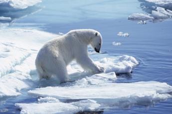 Galleria foto 'Alaska, una donna e un bambino uccisi da un orso polare' - foto 1
