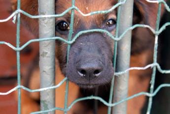 Galleria foto 'Animali, controlli dei Nas in canili e gattili: sequestrate 26 strutture' - foto 1