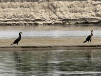 Api sconvolte, cormorani famelici e radicchi scoloriti: gli effetti del caldo anomalo
