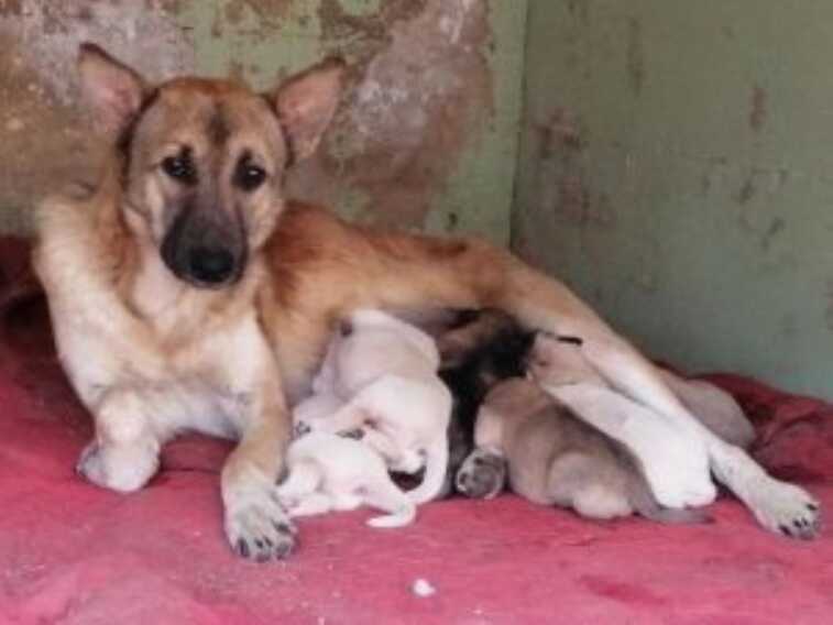Bitetto, due cani sfigurati con l’acido. I volontari: «Aiutateci a trovare il mostro»