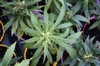 Galleria foto 'Cannabis, botta e risposta Salvini-Schlein' - foto 1