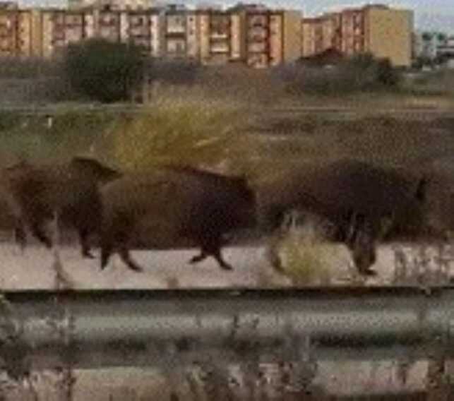 Bari, al San Paolo è allarme cinghiali: avvistati altri tre. Preoccupazione tra i residenti