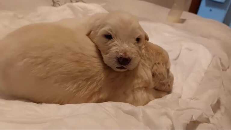 Castellaneta: nove cuccioli chiusi in una busta e gettati in una gravina. Recuperati ma tre non ce l’hanno fatta