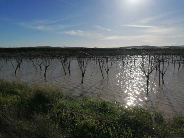 Galleria foto 'Maltempo, esonda il fiume Ofanto. Chiuso l’accesso a due contrade a San Ferdinando di Puglia – FOTO' - foto 4