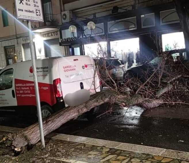 Maltempo: neve sui Monti Dauni, a Foggia il vento abbatte un albero – FOTO Maltempo: neve sui Monti Dauni, a Foggia il vento abbatte un albero – FOTO