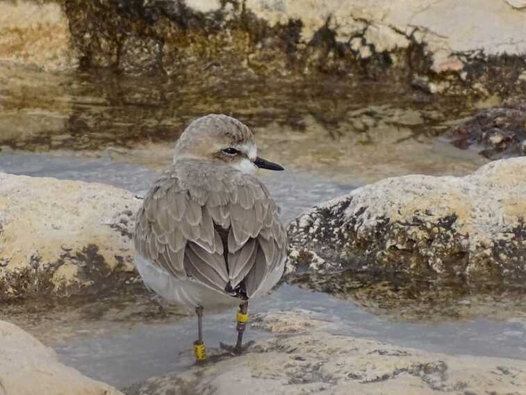 Bari blinda le sue spiagge per proteggere il Fratino, scatta l’ordinanza: divieto per cani e bagnanti