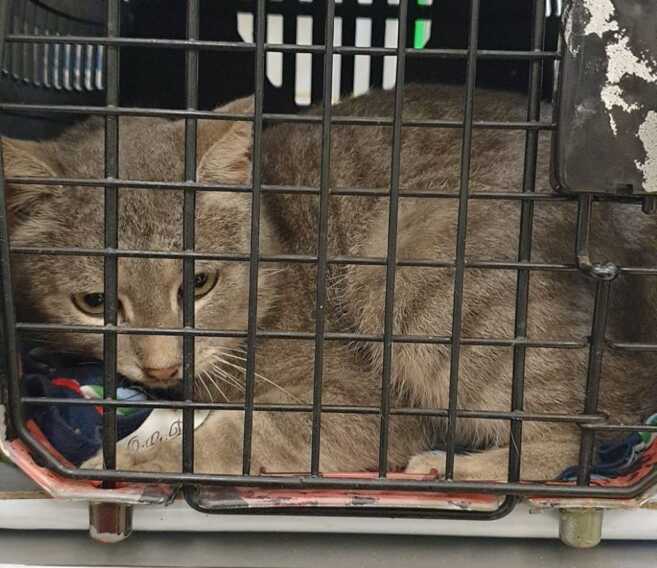 Gatti avvelenati in una colonia felina a Nardò, tre sono morti: «Atto vile e senza senso»