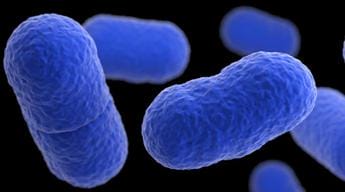 Galleria foto 'Listeria in formaggi e foie gras vegani, alert ministero' - foto 1