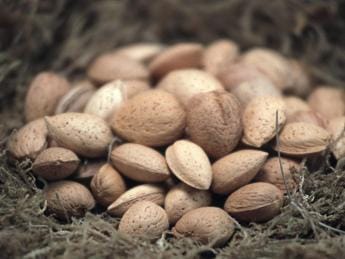 Galleria foto 'Mandorle snack ideale per chi pratica sport, lo studio' - foto 1
