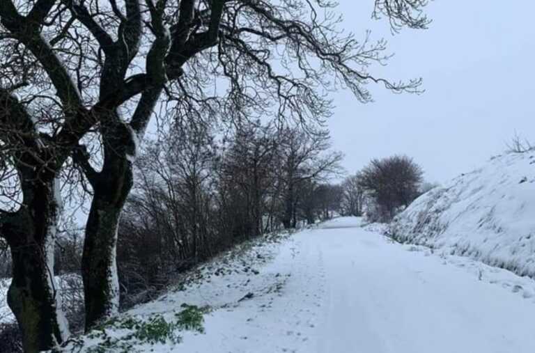 Maltempo: neve sui Monti Dauni, a Foggia il vento abbatte un albero – FOTO