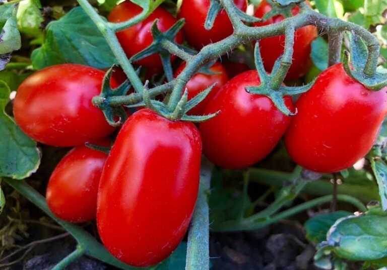 Un pomodoro d’autore: il “rosso pugliese” è Dop. C’è il disciplinare