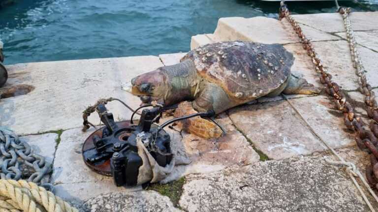 Barletta, sul serial killer delle tartarughe marine ora indaga la Procura