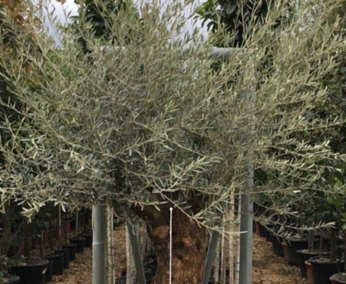 Un ulivo per don Vito Piccinonna, nuovo vescovo di Rieti: il regalo di Bitonto all’«amato pastore»