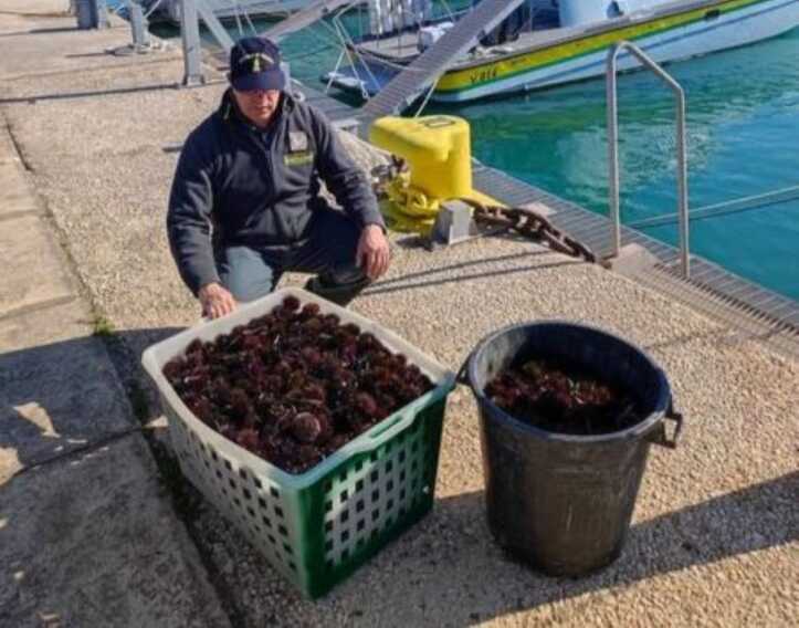 Pesca illegale nel Tarantino: sequestrati circa 230 chili di ricci di mare