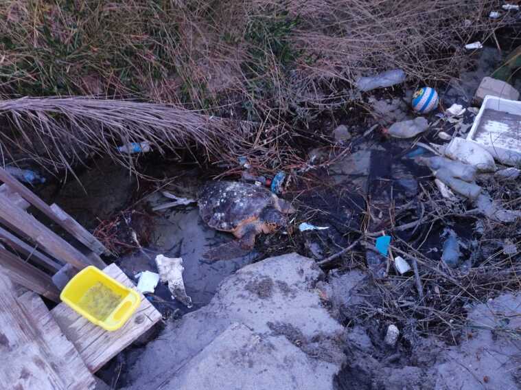 San Foca, tartaruga marina finisce in un canale: salvata dai volontari