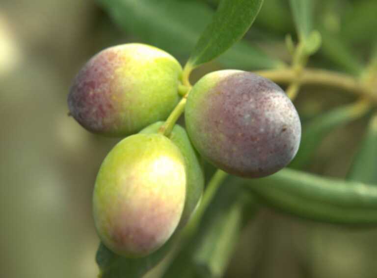 L’Università di Bari brevetta l’oliva “Lecciana”: si adatta a impianti super-intensivi e produce olio di qualità