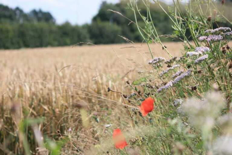 Psr Puglia, oltre 36 milioni di euro per i giovani agricoltori. Borraccino: «Occasione di sviluppo»